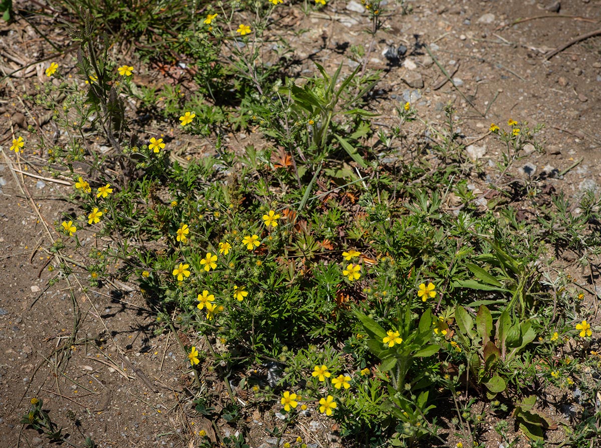 Habitus